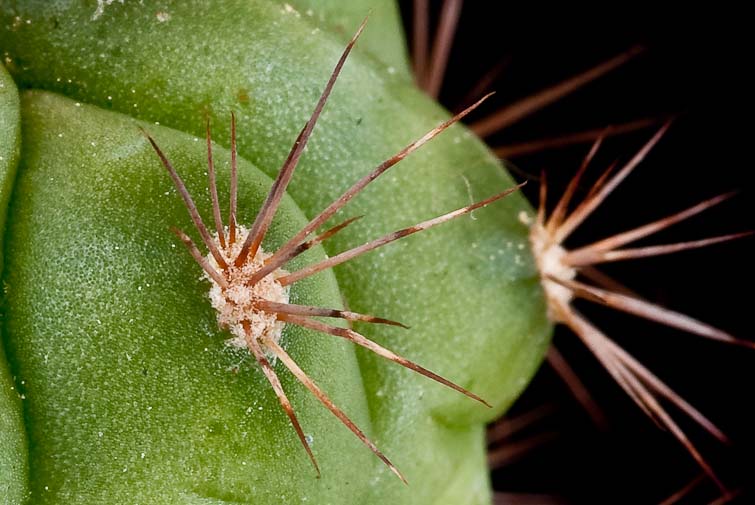 Gymnocalycium paediophyllum FR 1177